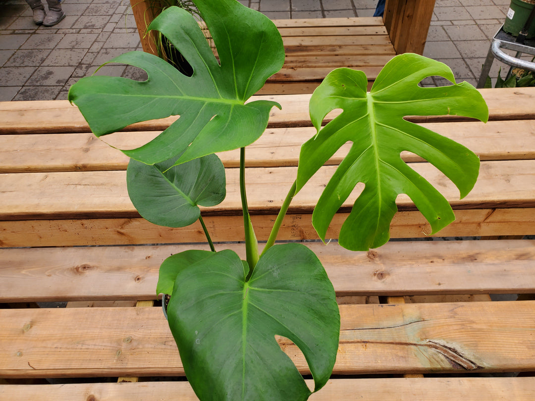 monstera deliciosa edmonton Monstera deliciosa – Greenland Garden Centre