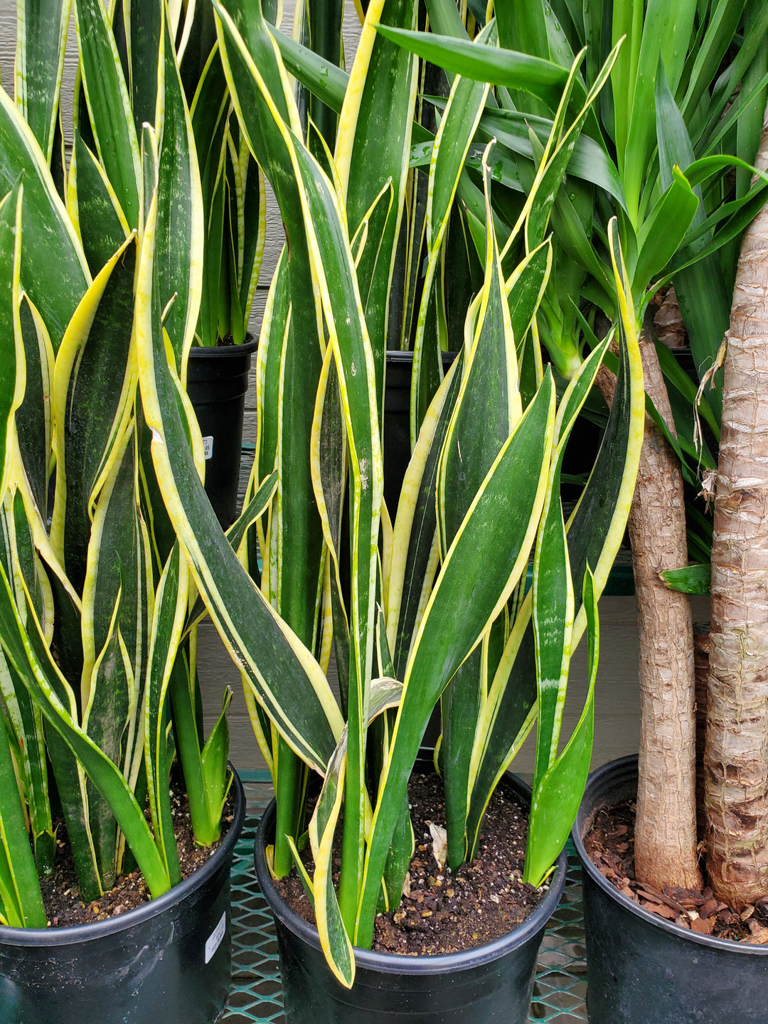 black and gold sansevieria Snake Plant 'Black Gold' – Greenland Garden Centre