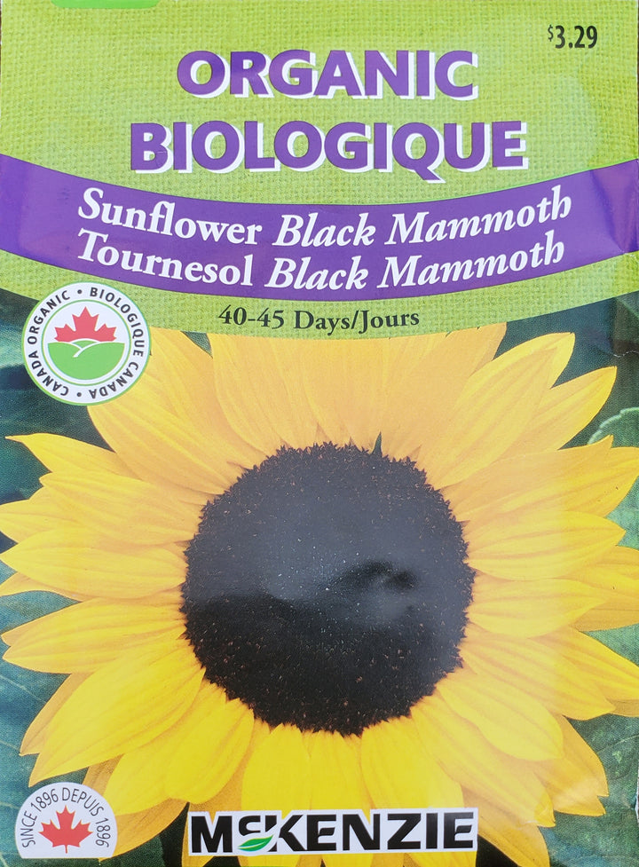 Organic Sunflower Seeds - Black Mammoth