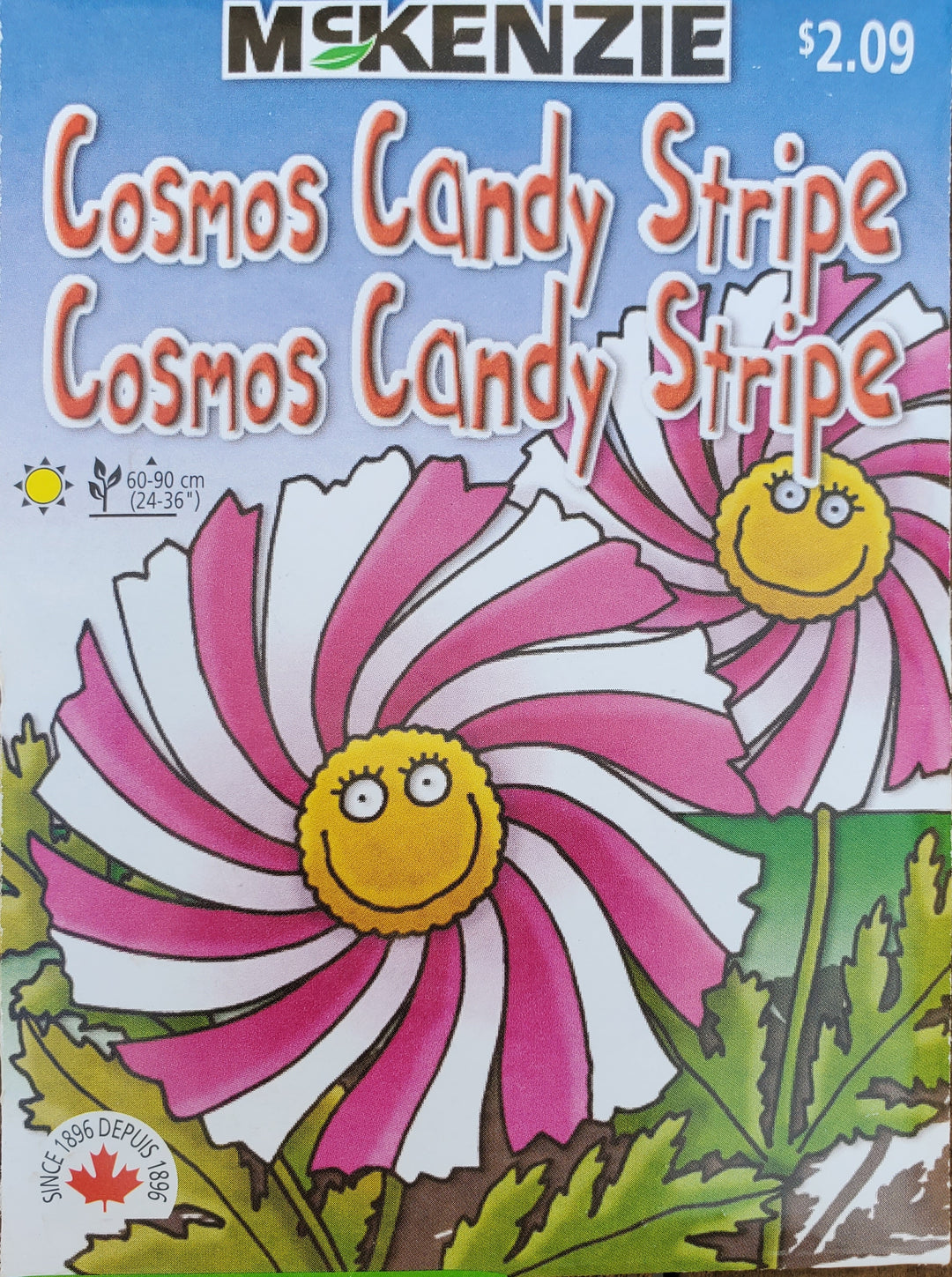 Kids' Cosmos Seeds - Candy Stripe