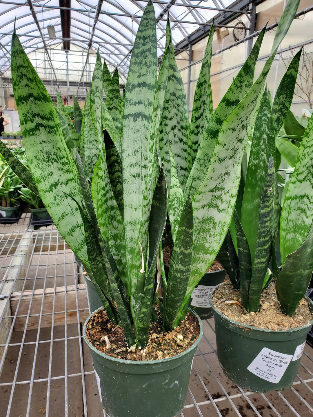 snake plant dark green Snake Plant 'Black Coral' – Greenland Garden Centre