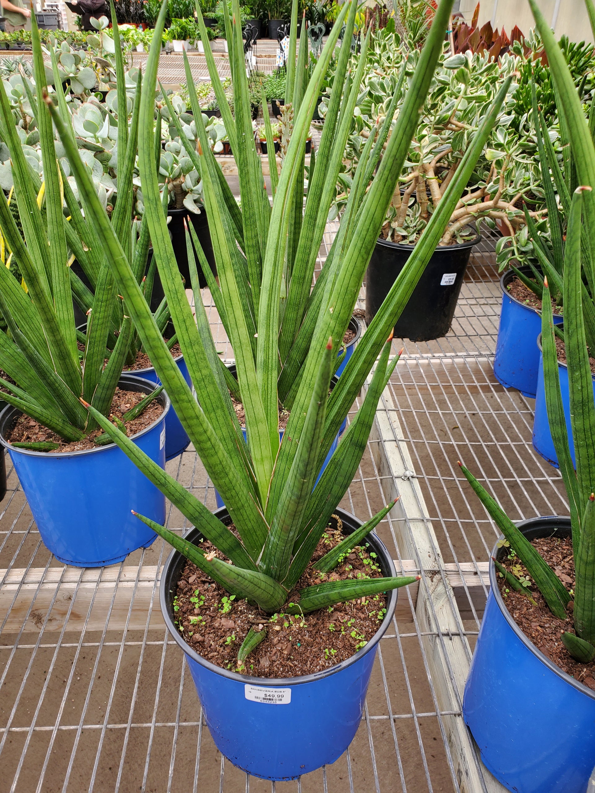 sansevieria bob Snake Plant 'Bob' – Greenland Garden Centre