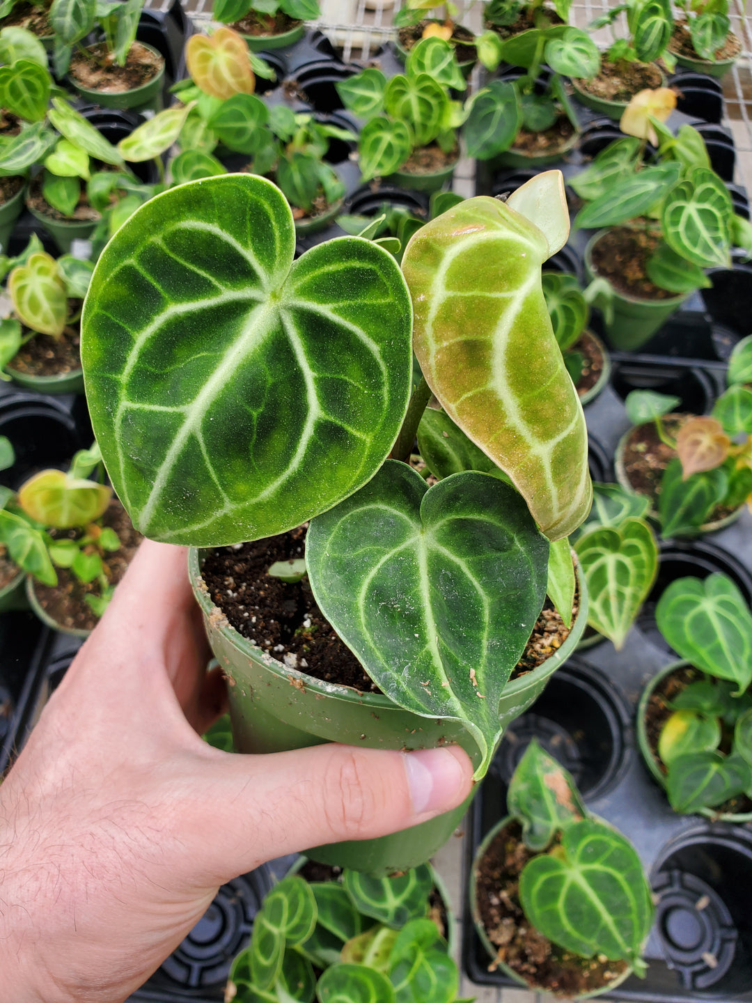 anthurium clarinervium seeds for sale Anthurium clarinervium – Greenland Garden Centre