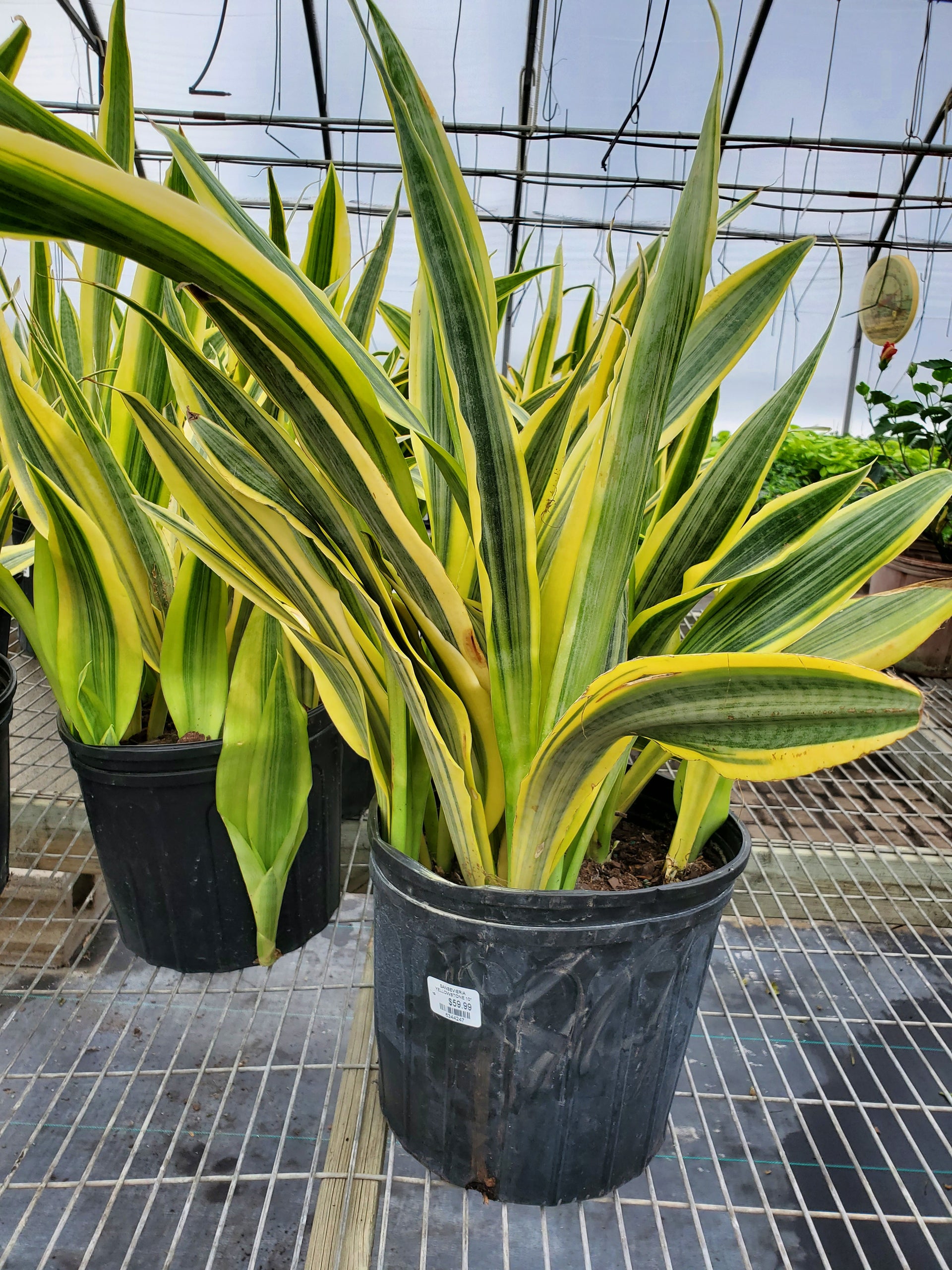 yellowstone snake plant Snake Plant 'Yellowstone' – Greenland Garden Centre