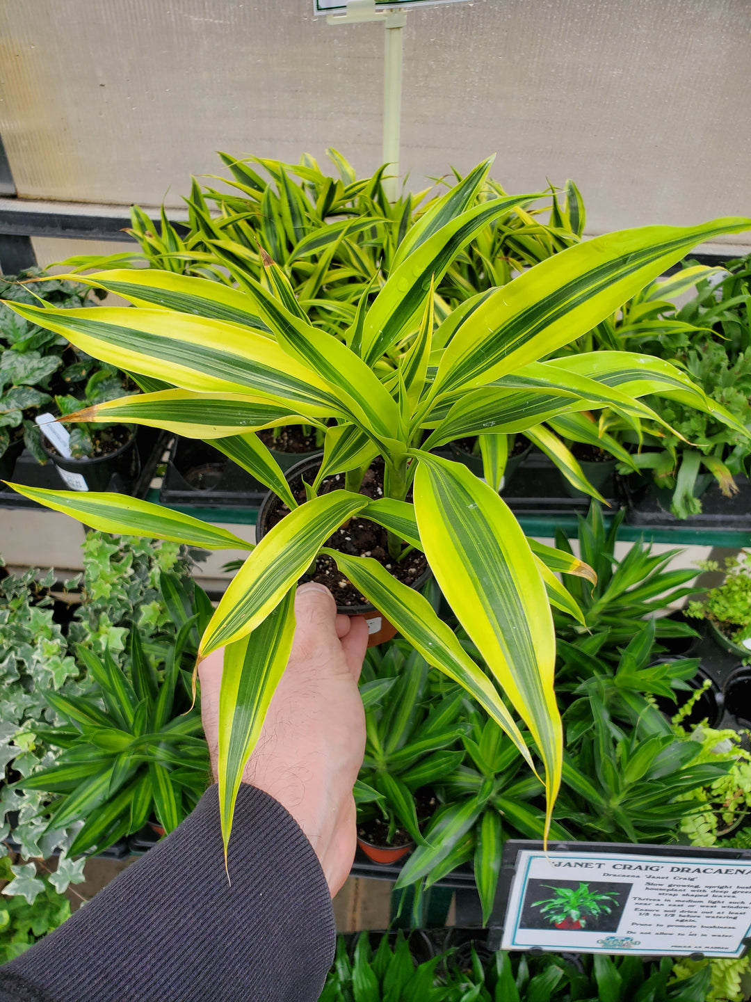 golden lucky bamboo Lucky Bamboo 'Gold' – Greenland Garden Centre