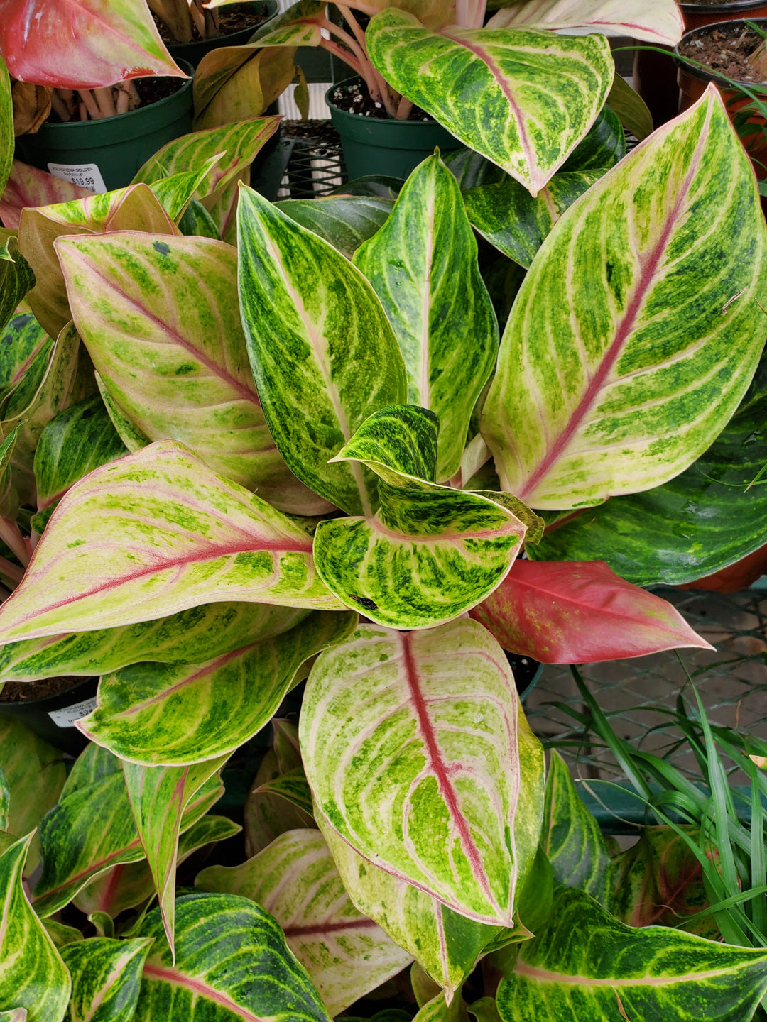 aglaonema papaya golden Chinese Evergreen 'Golden Papaya' – Greenland Garden Centre