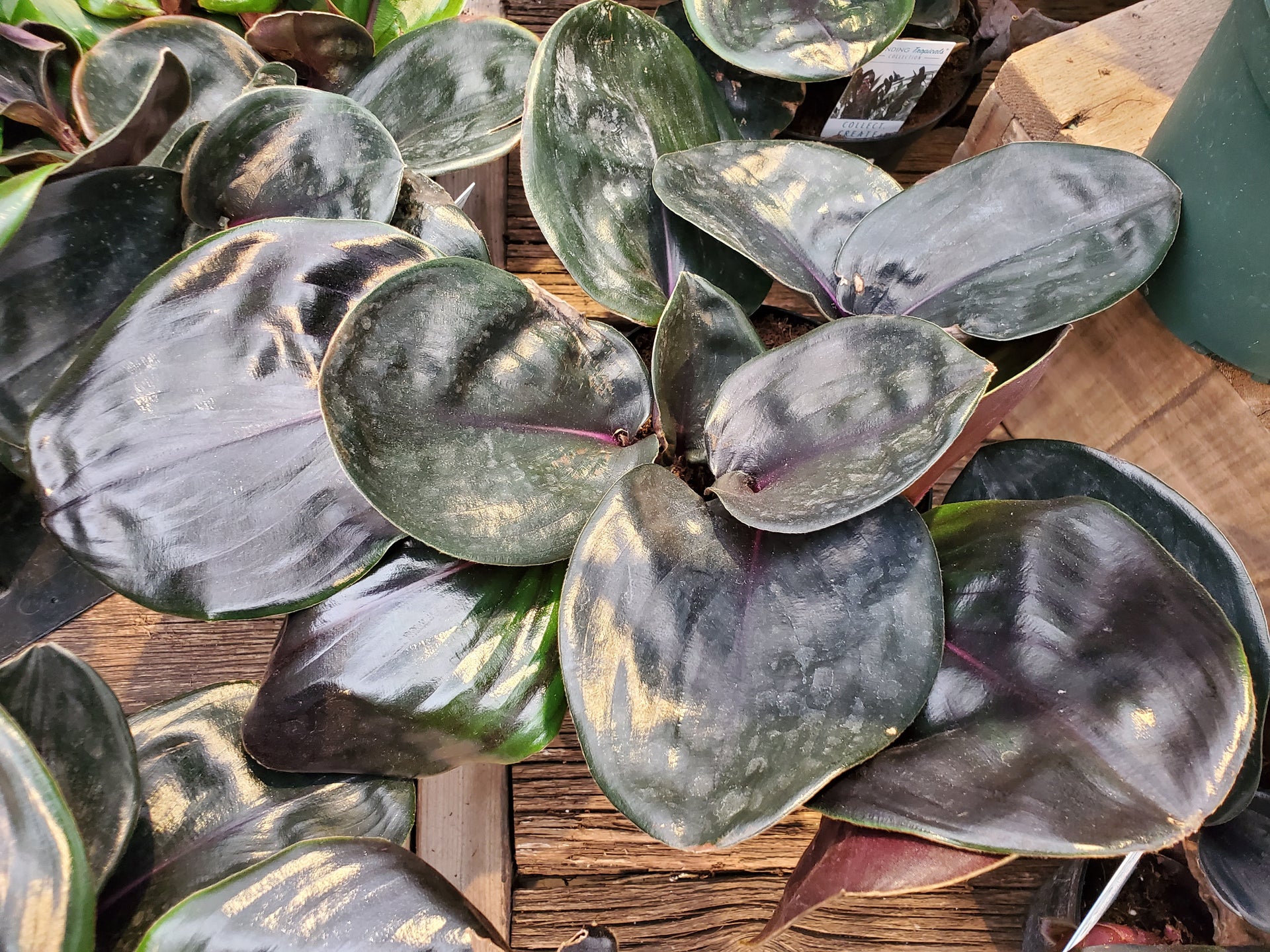 Geo Plant – Greenland Garden Centre