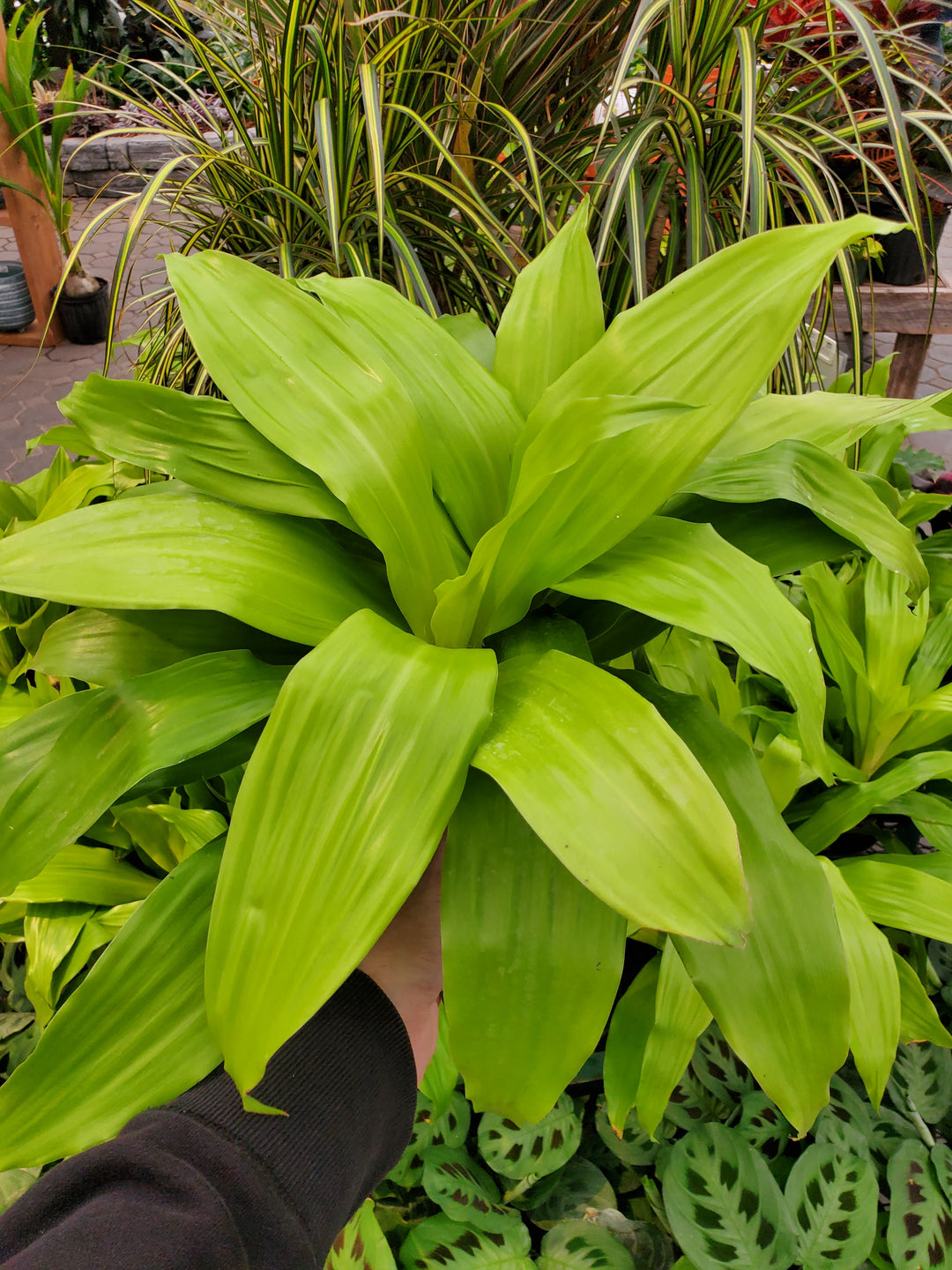 limelight dracaena plant Dracaena 'Limelight' – Greenland Garden Centre