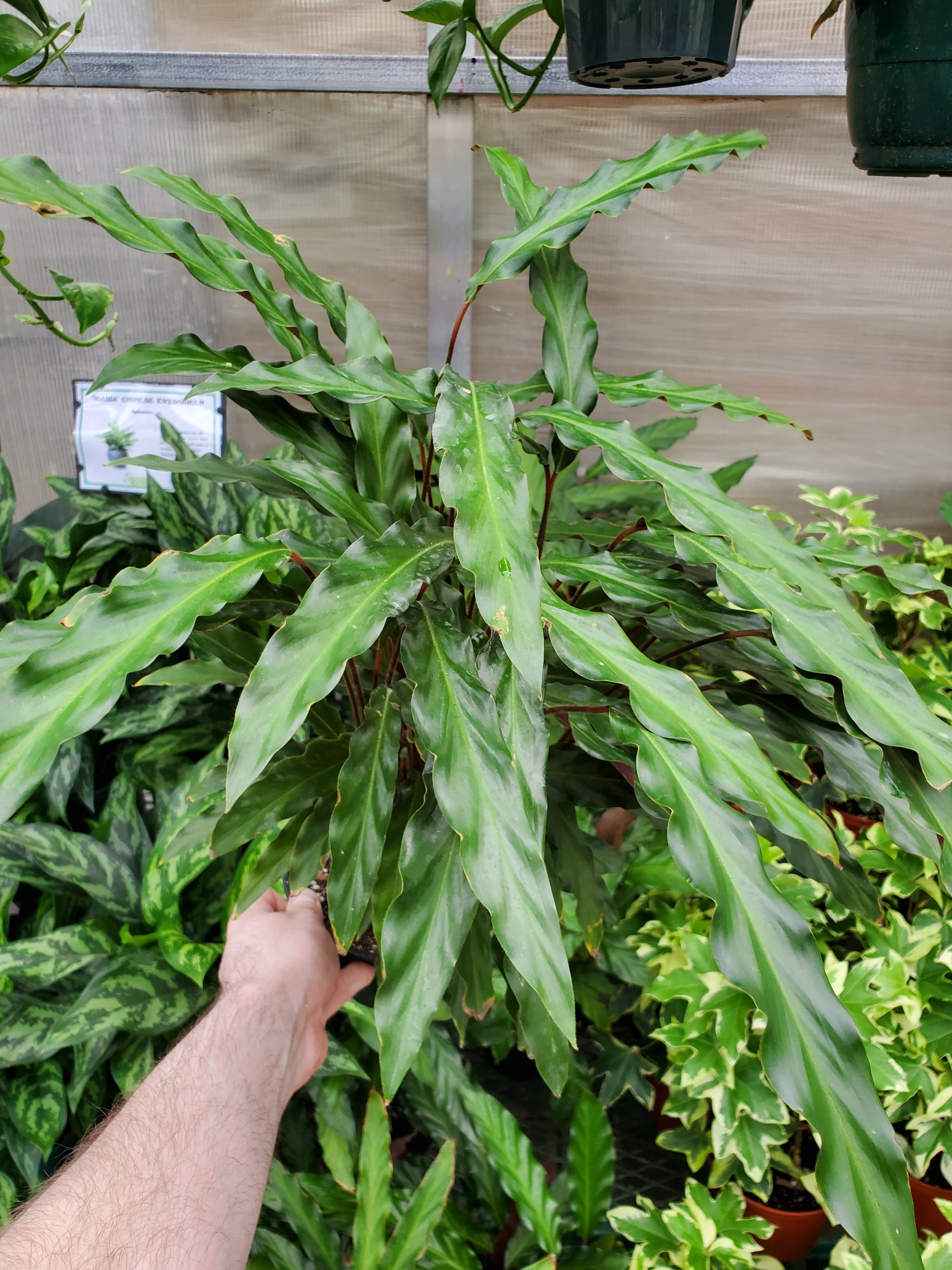 calathea blue grass Calathea 'Tropistar' – Greenland Garden Centre