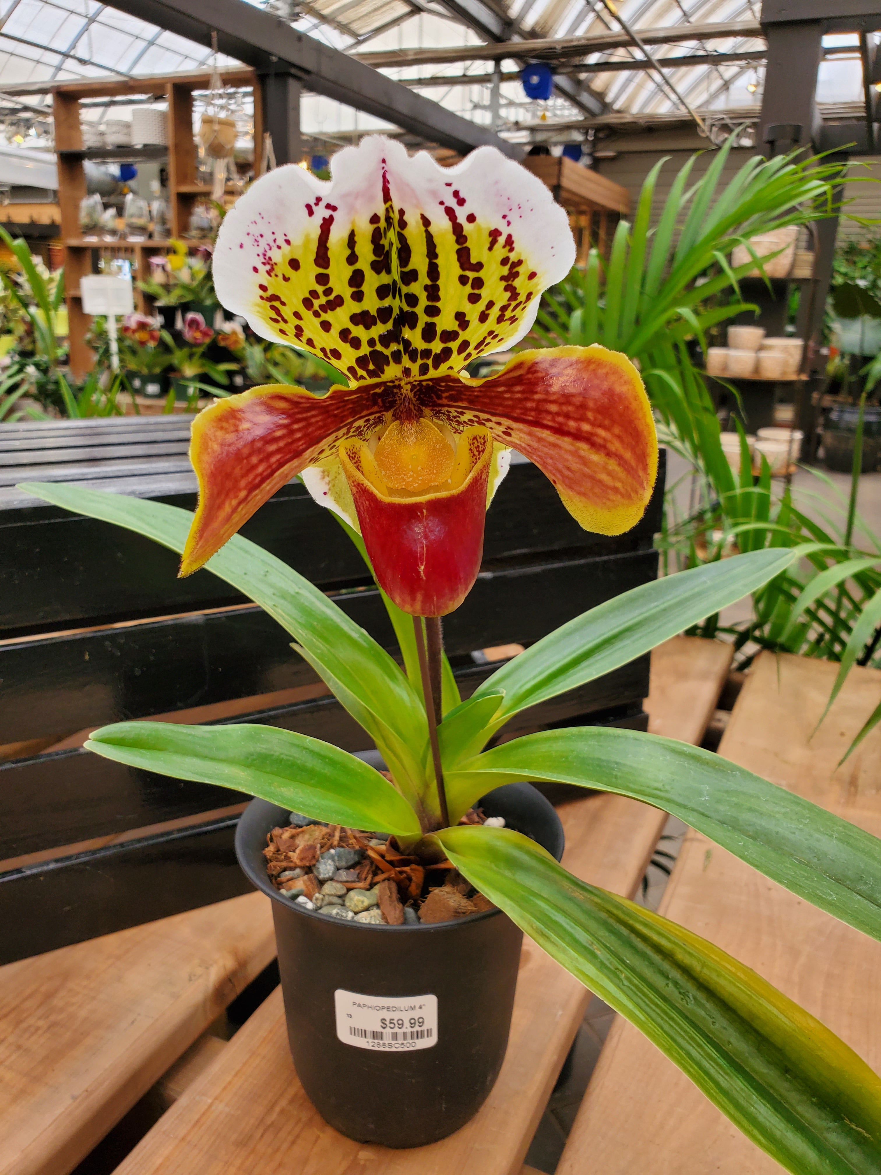 Paphiopedilum Orchid (Complex Hybrid) – Greenland Garden Centre