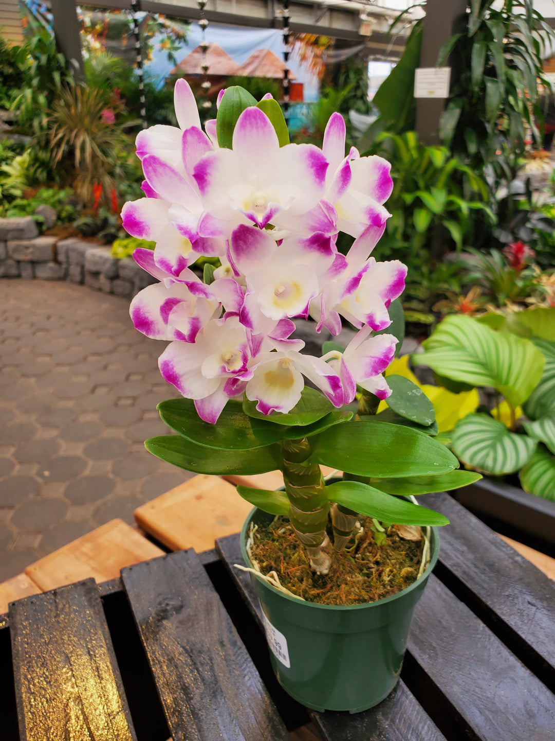 Dendrobium Orchid (Nobile Hybrid)