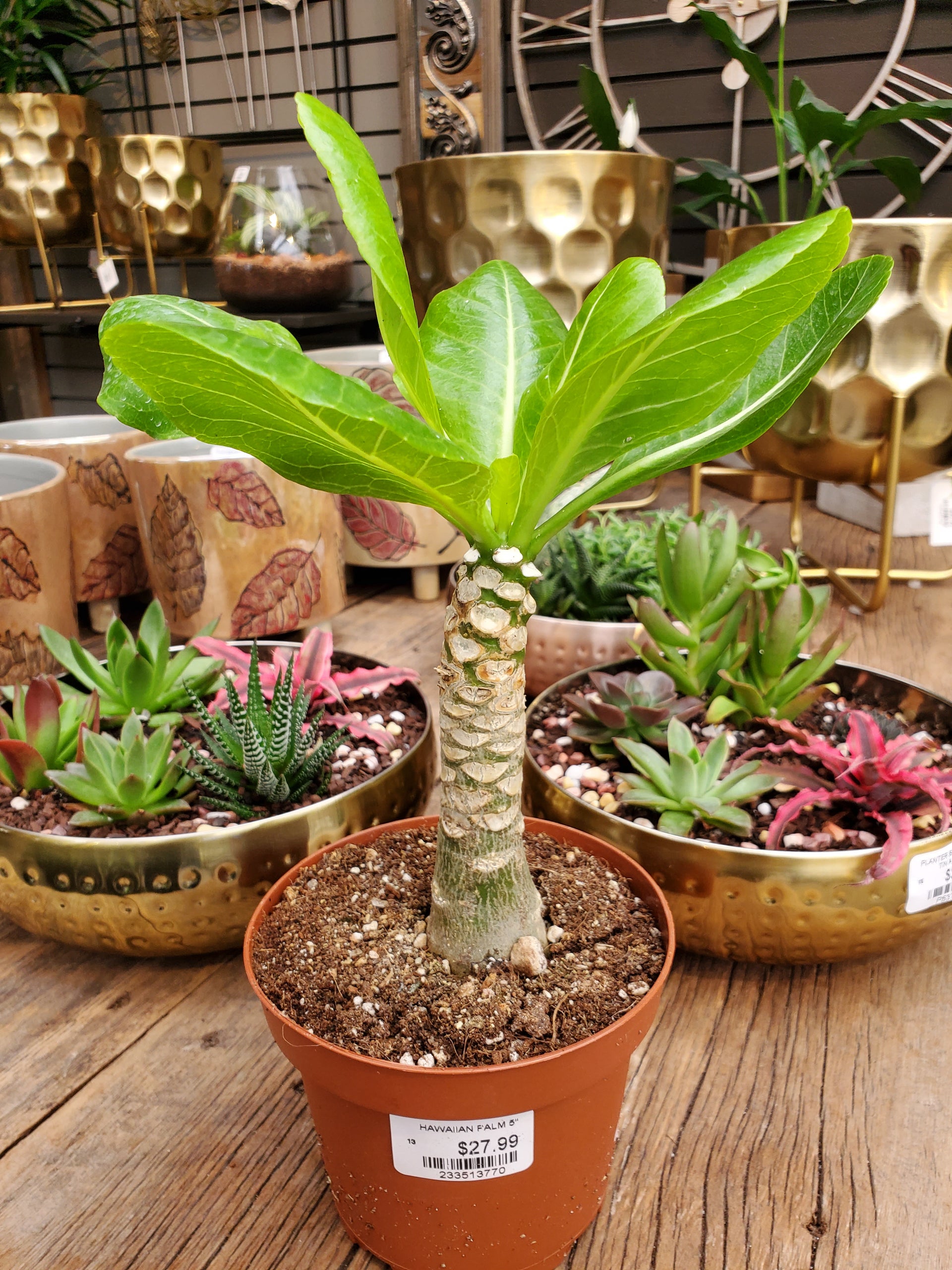 Hawaiian Palm – Greenland Garden Centre
