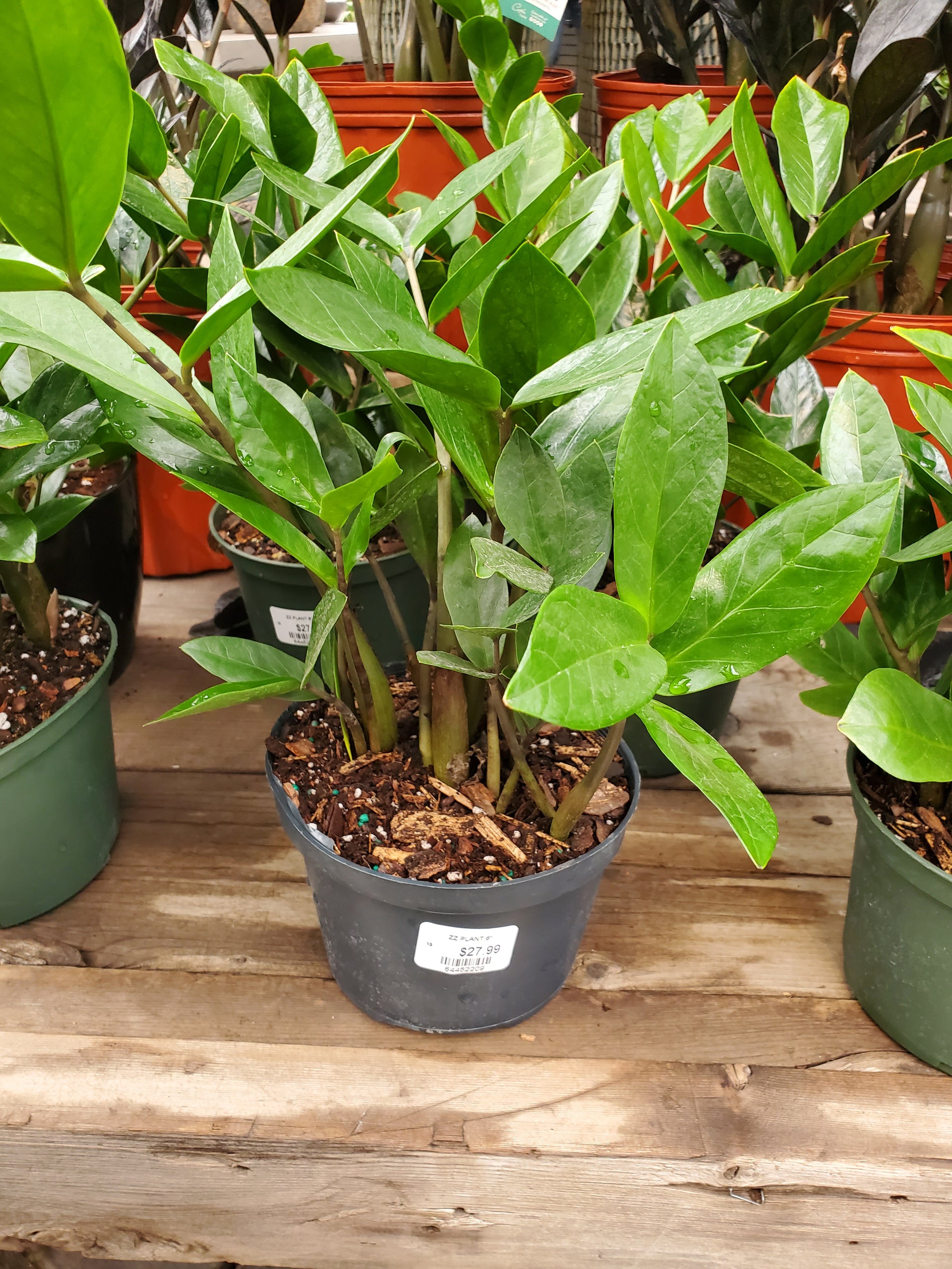 ZZ Plant – Greenland Garden Centre