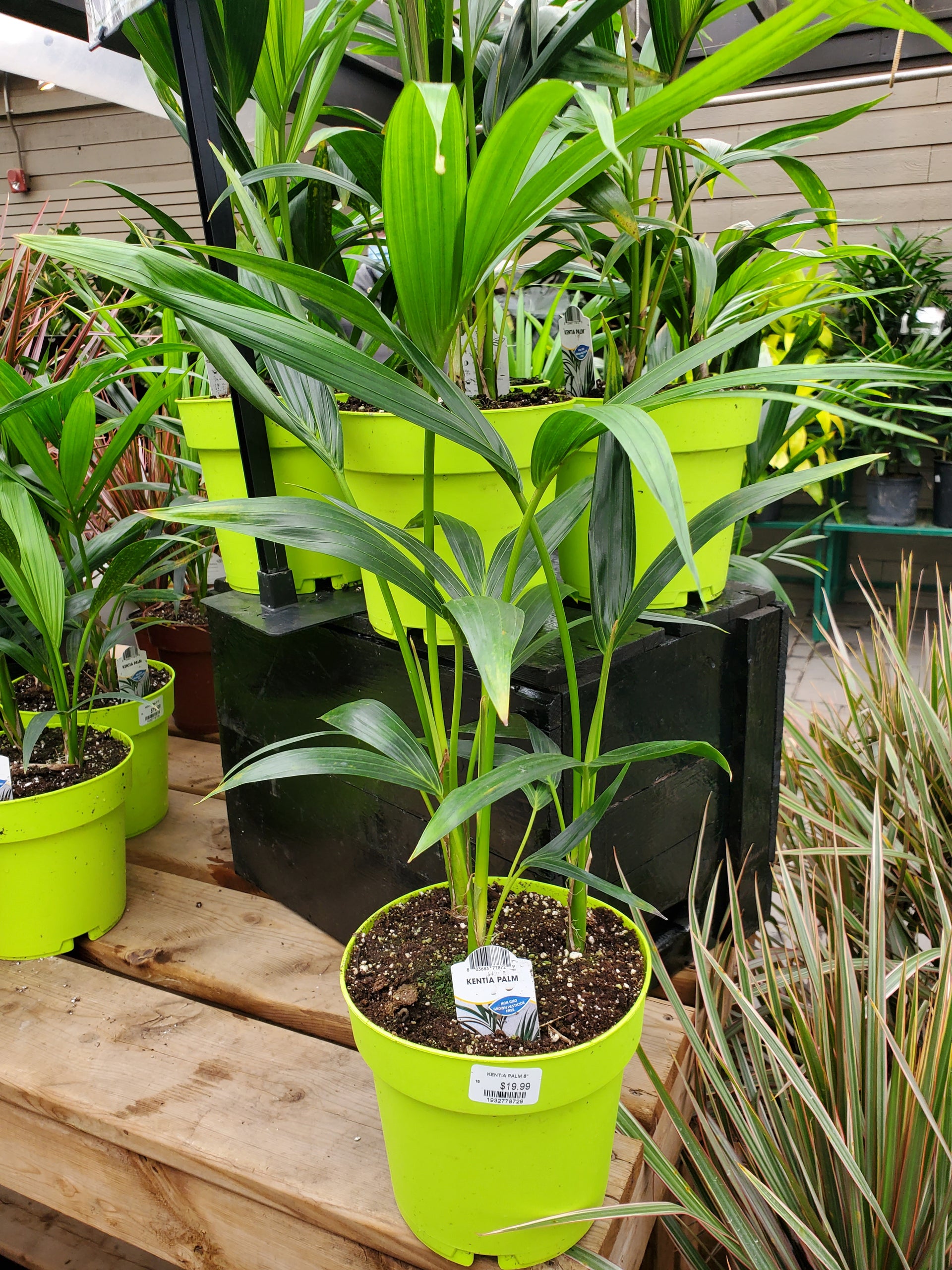 Kentia Palm – Greenland Garden Centre