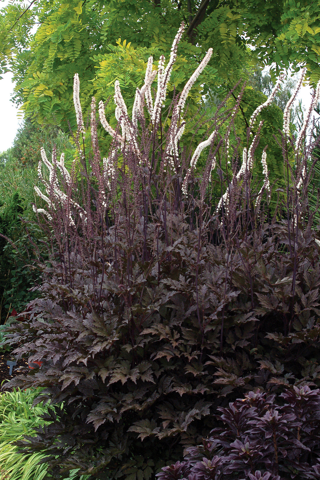 Actaea simplex 'Black Negligee' (bugbane), entire plant in bloom.