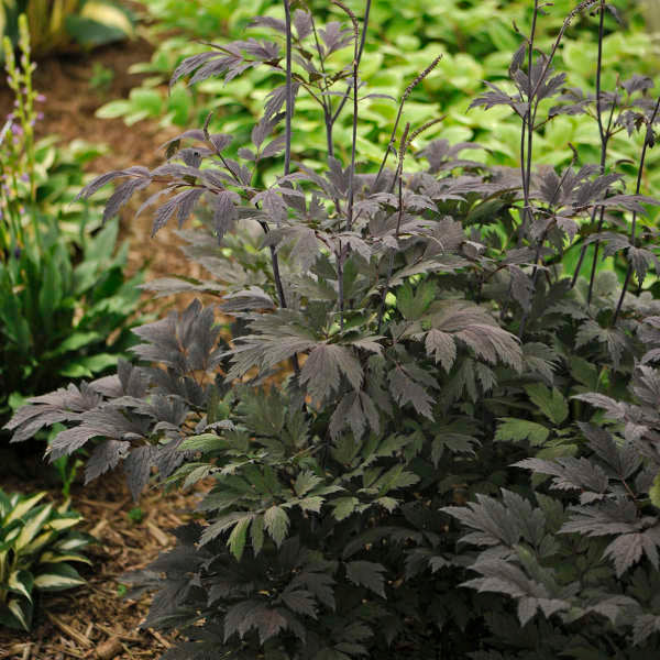 Actaea simplex 'Chocoholic' (bugbane), close-up of foliage.