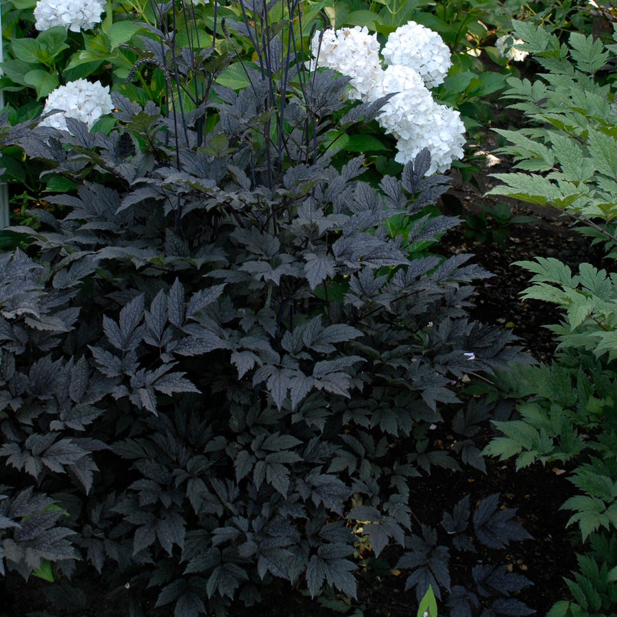 Actaea simplex 'Hillside Black Beauty', entire plant.