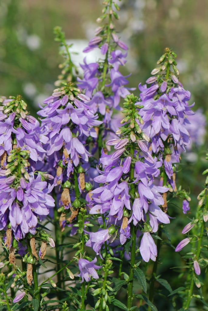 Ladybells 'Gaudi Violet'