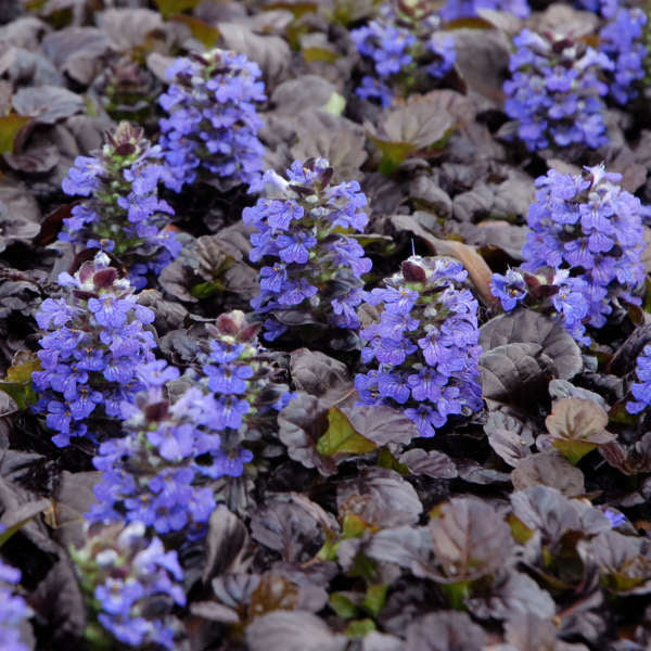 Ajuga reptans 'Black Scallop' (bugleweed), close-up of flowers and foliage.