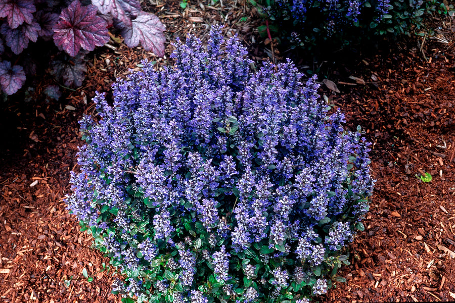 Ajuga reptans 'Chocolate Chip' (bugleweed), entire plant in bloom.