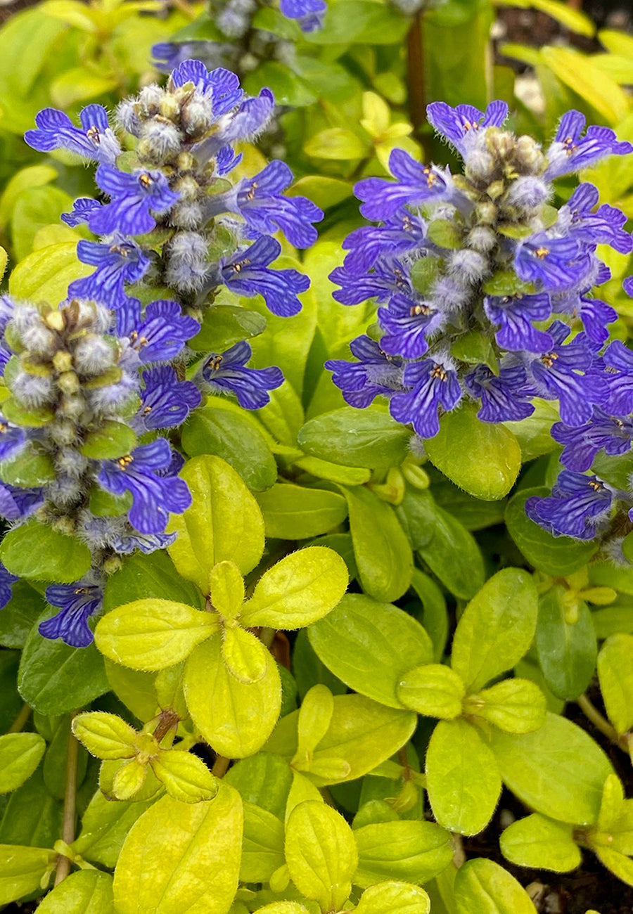 Ajuga reptans 'Cordial Canary' (bugleweed), close-up of flowers and foliage.