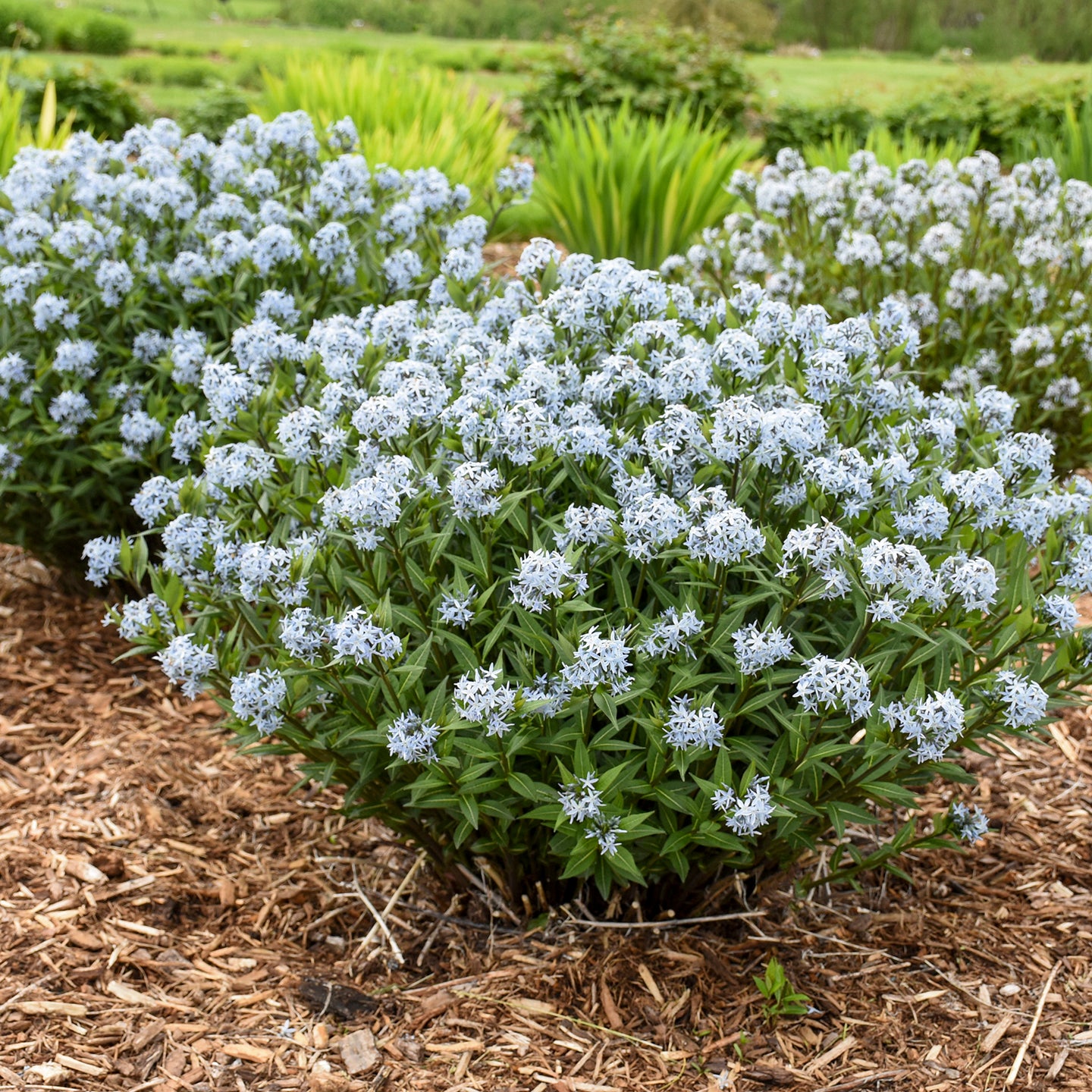 Amsonia 'Starstruck' (blue star), entire plant in bloom.