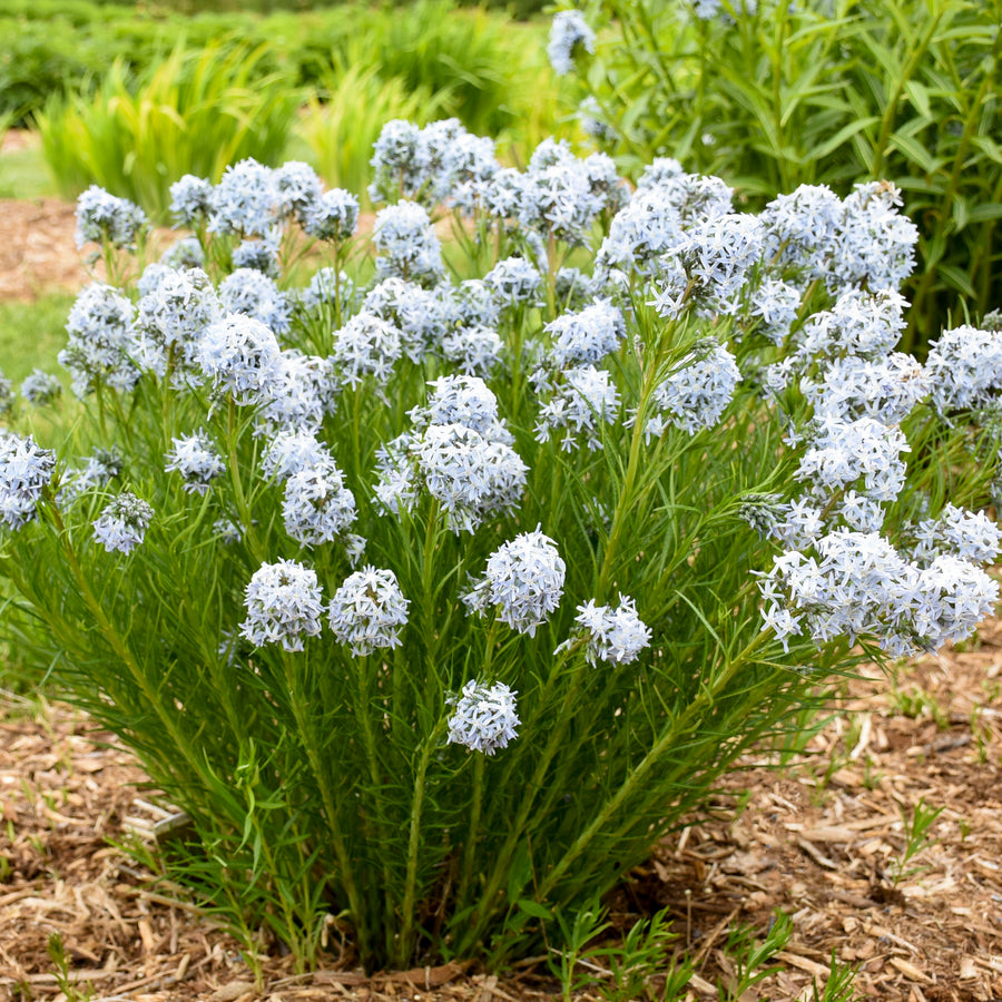 Amsonia hubrichtii 'String Theory' (blue star), entire plant in bloom.