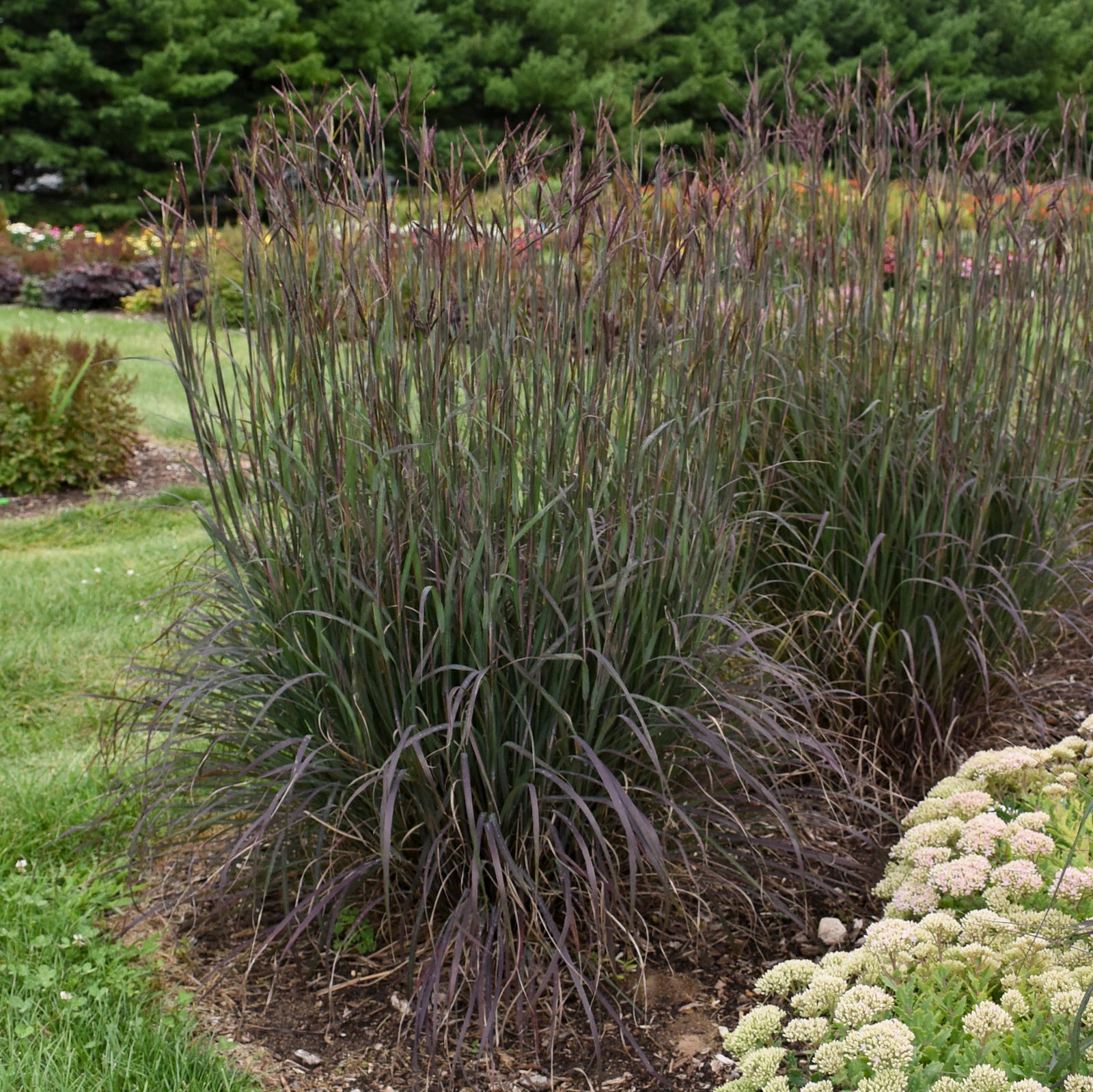 Andropogon gerardi 'Blackhawks' (big bluestem), entire plant.