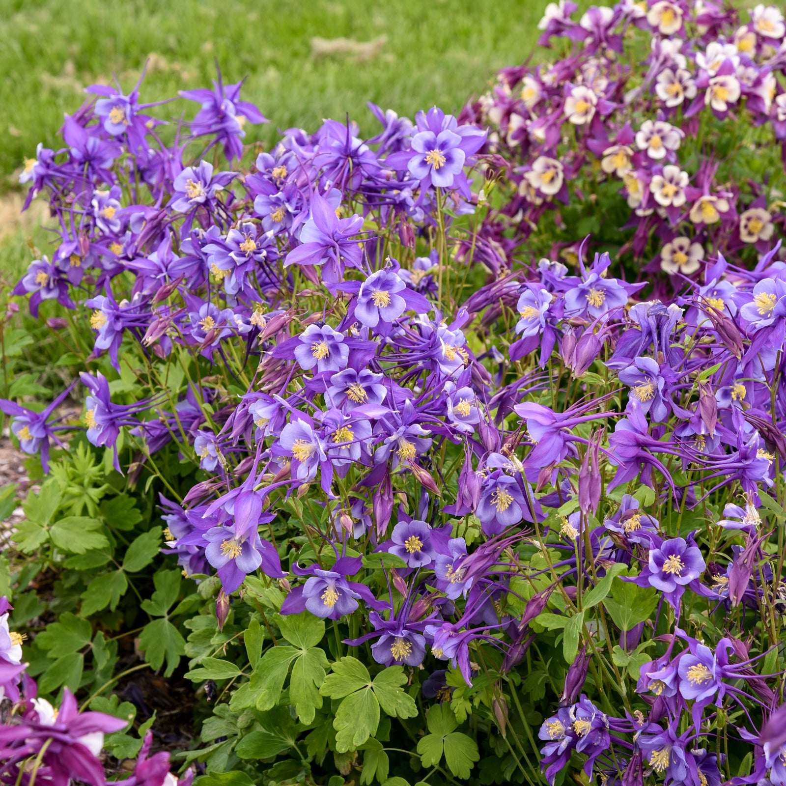 Aquilegia EARLYBIRD Purple Blue (columbine), masses of flowers and foliage.