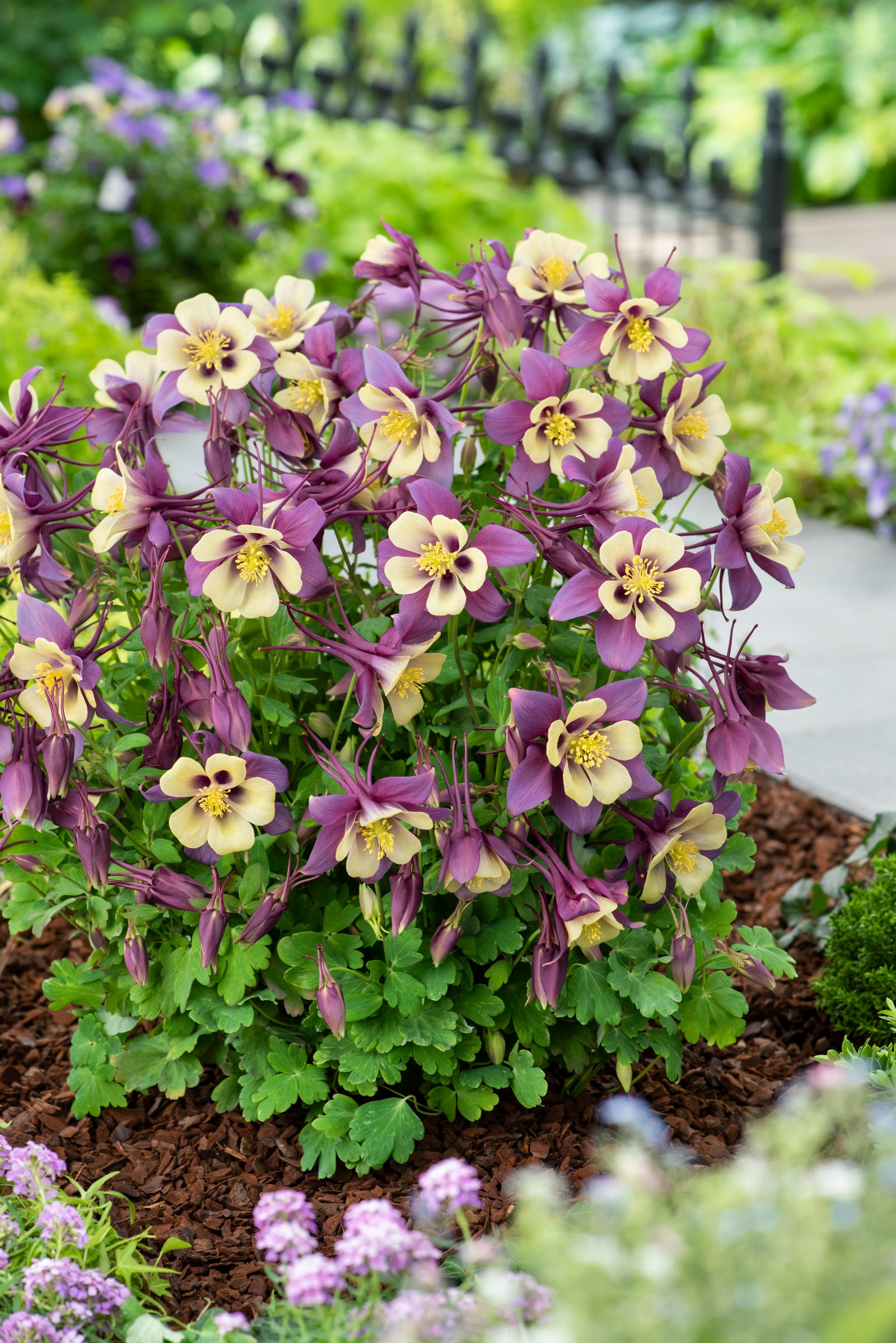 Aquilegia EARLYBIRD Purple Yellow (columbine), entire plant in bloom.
