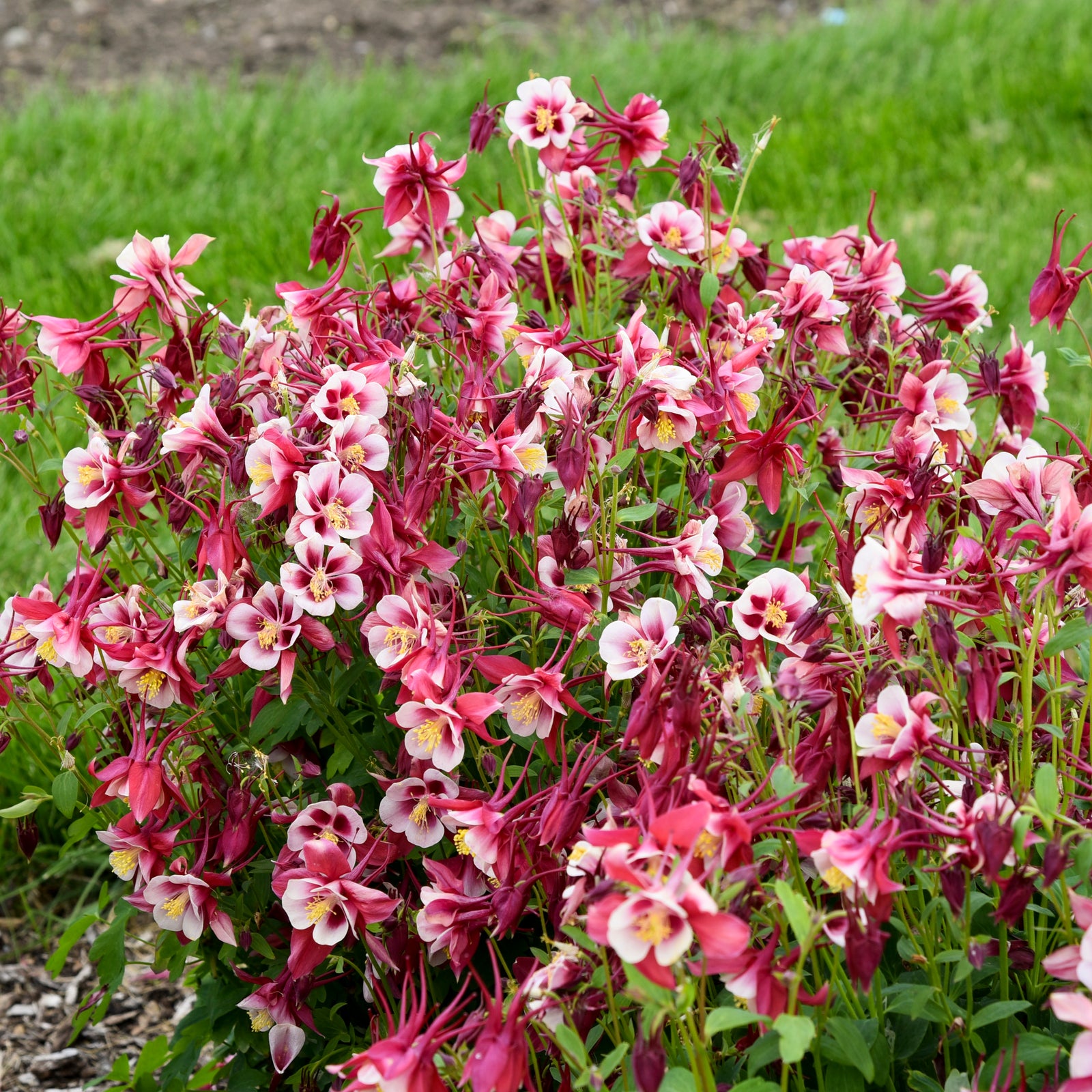 Aquilegia EARLYBIRD Red White (columbine), masses of flowers.