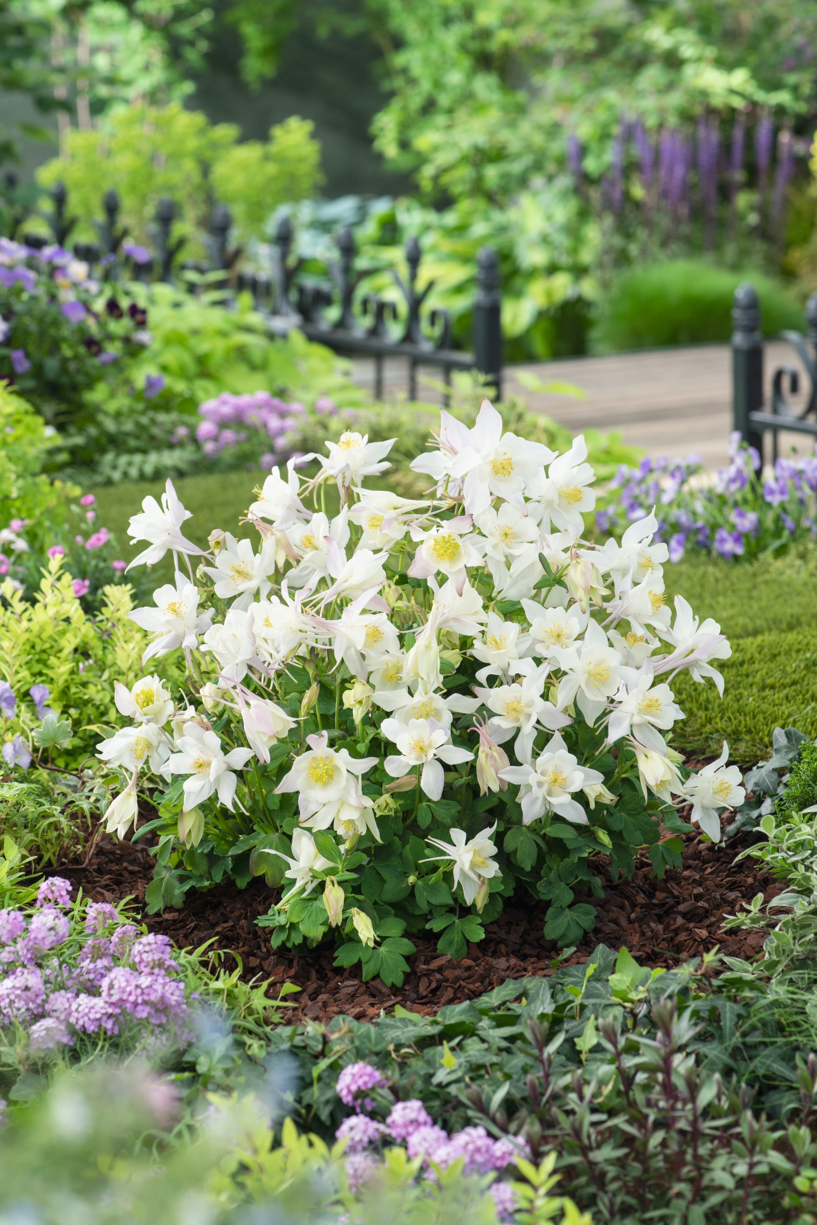 Aquilegia EARLYBIRD White (columbine), entire plant in bloom.