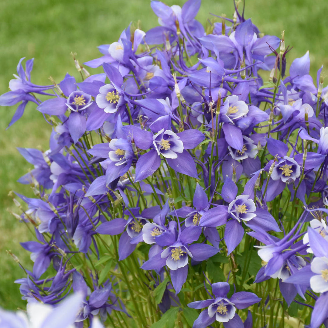 Aquilegia KIRIGAMI Deep Blue & White (columbine), close-up of flowers.
