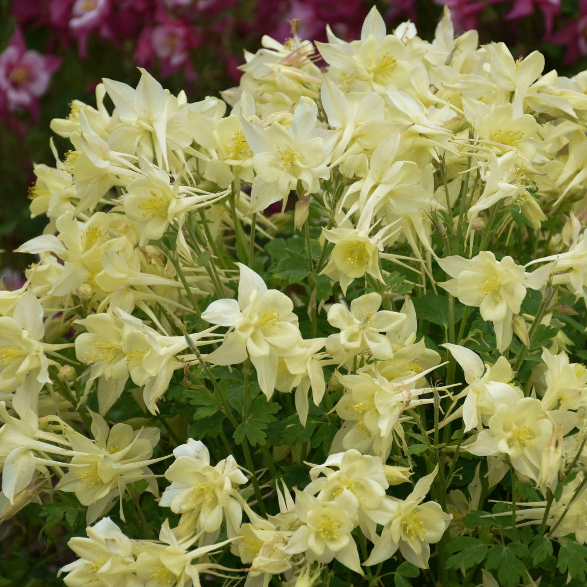 Aquilegia KIRIGAMI Yellow (columbine), close-up of flowers.