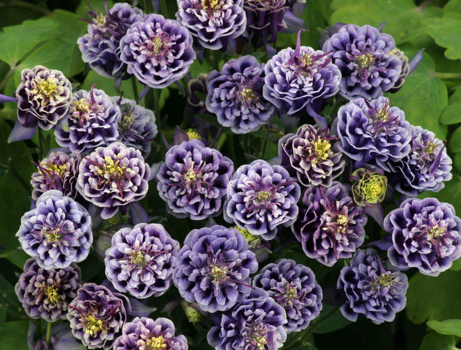 Aquilegia vulgaris Winky Double Dark Blue & White (columbine), close-up of flowers.