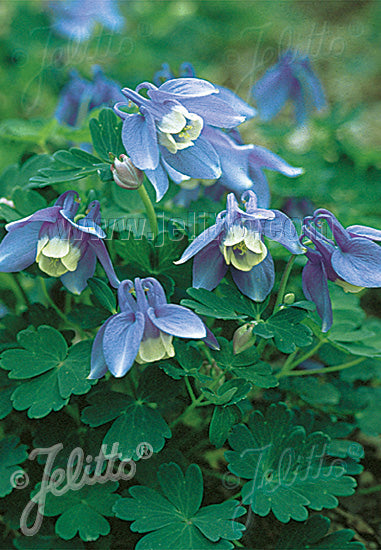 Aquilegia flabellata var. pumila 'Selection' (dwarf fan columbine), close-up of flowers and foliage.
