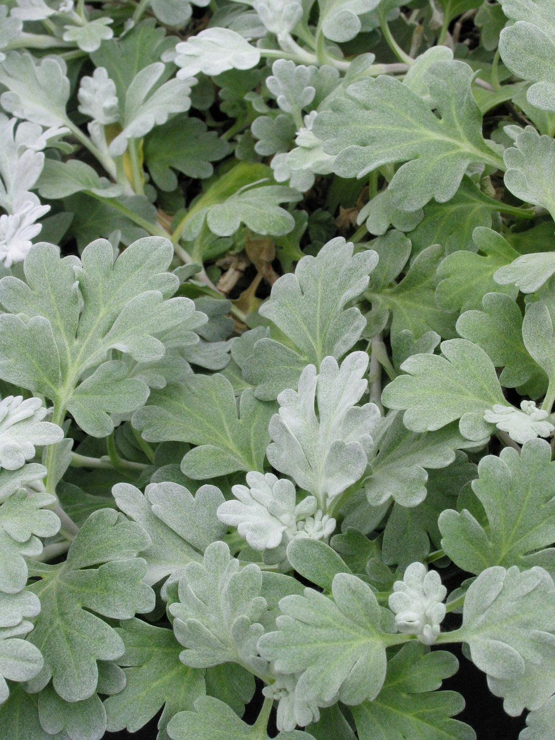 Dusty Miller, Perennial 'Silver Brocade'