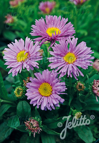 Aster alpinus 'Happy End' (alpine aster), close-up of flowers.