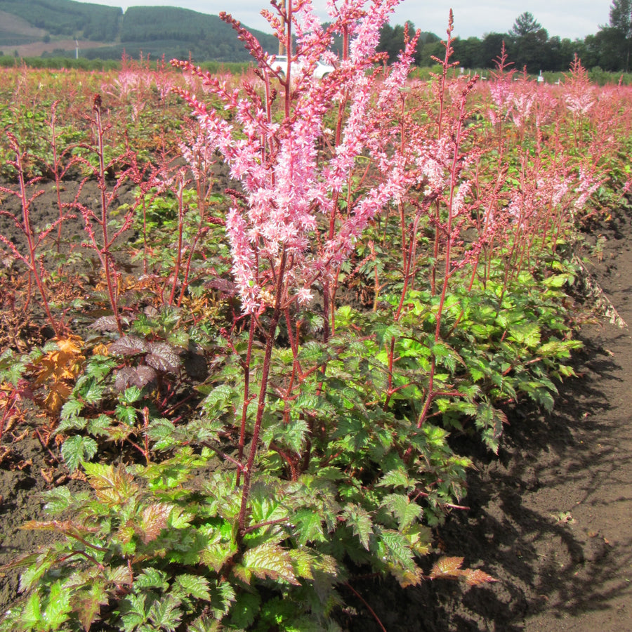 Astilbe 'Color Flash', flowers and foliage.