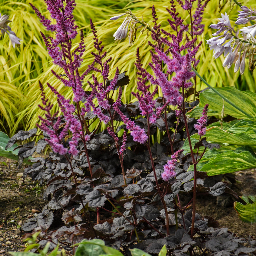 Astilbe 'Dark Side of the Moon', entire plant.