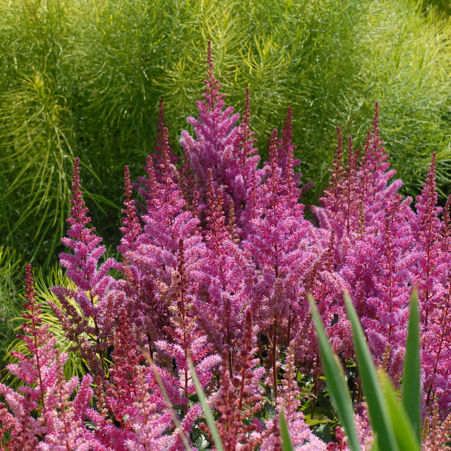 Astilbe 'Maggie Daley', mass of flowers.