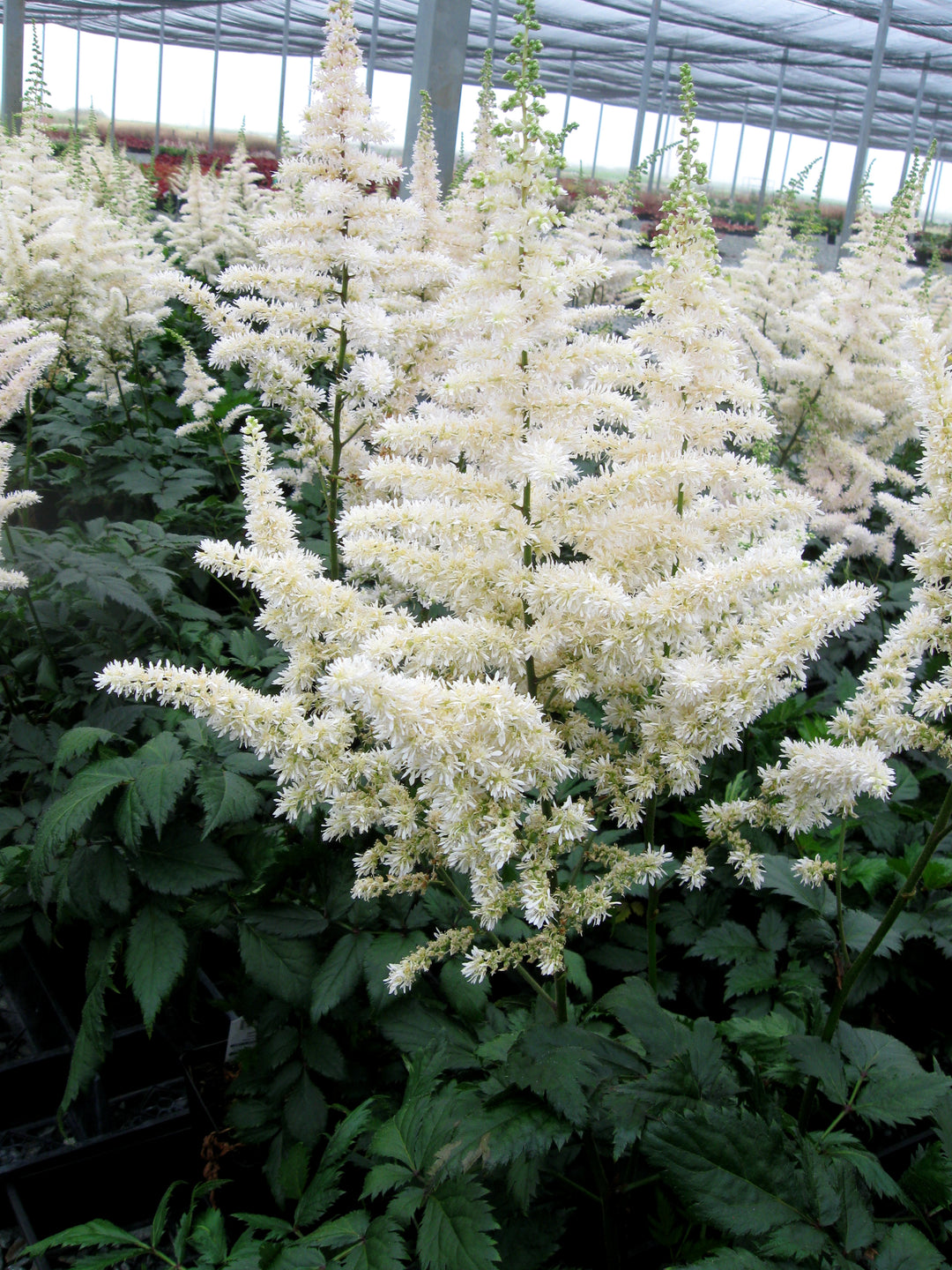 Astilbe 'Vision in White', close-up of flowers.