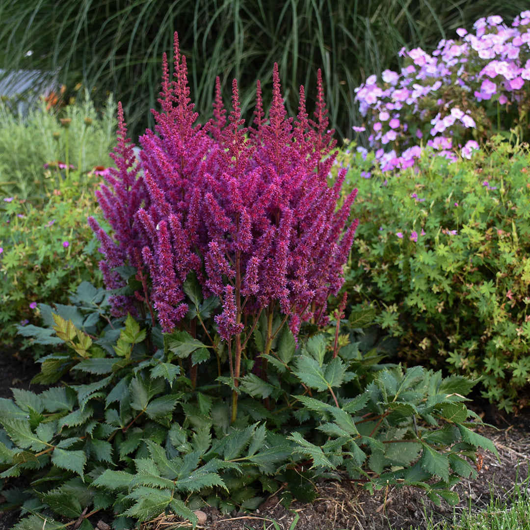 Astilbe 'Visions', entire plant in bloom.