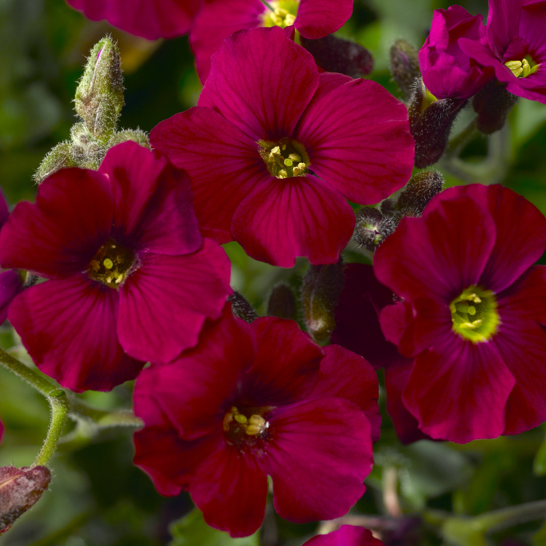 Rockcress 'Axcent Burgundy Improved'