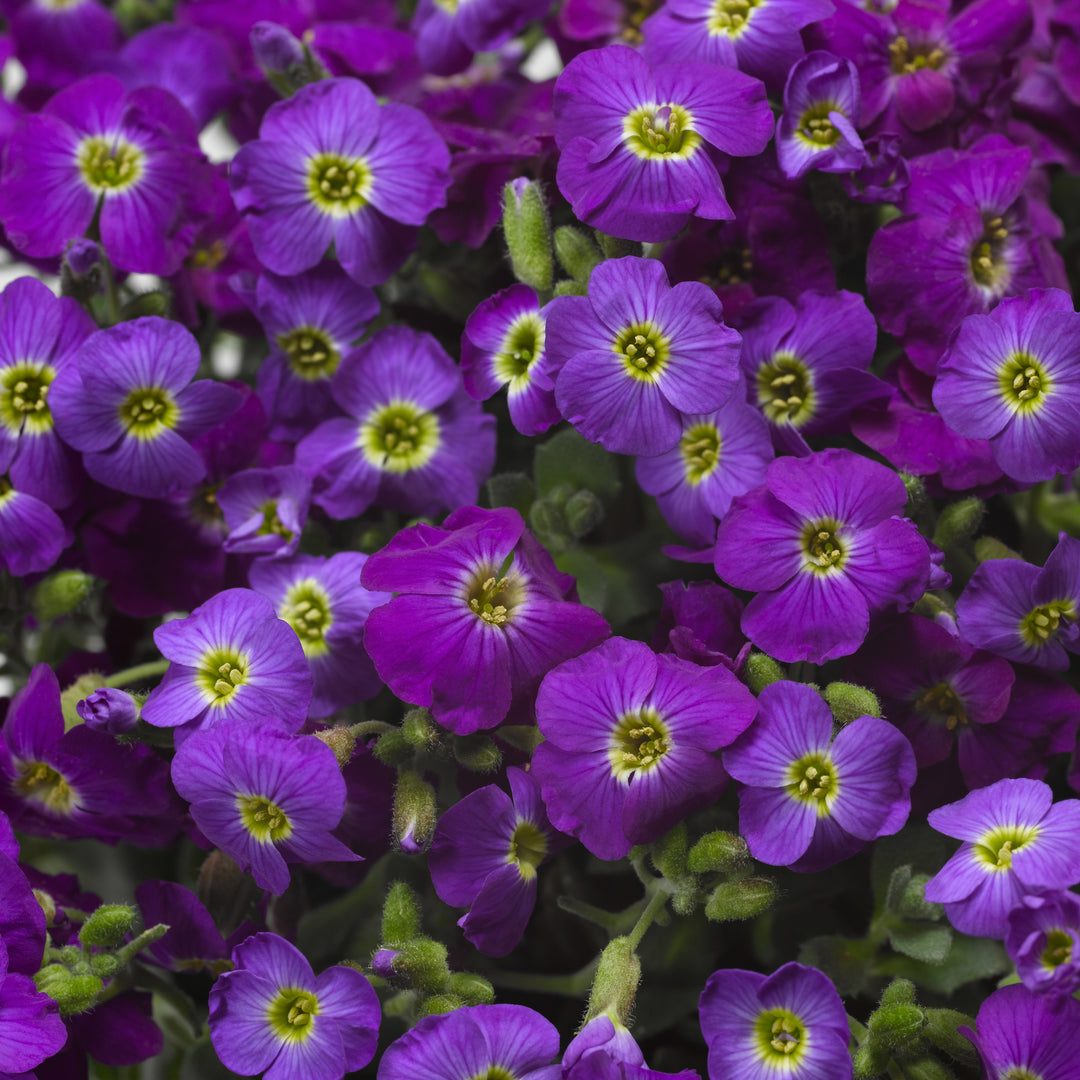 Rockcress 'Axcent Violet Eye Improved'