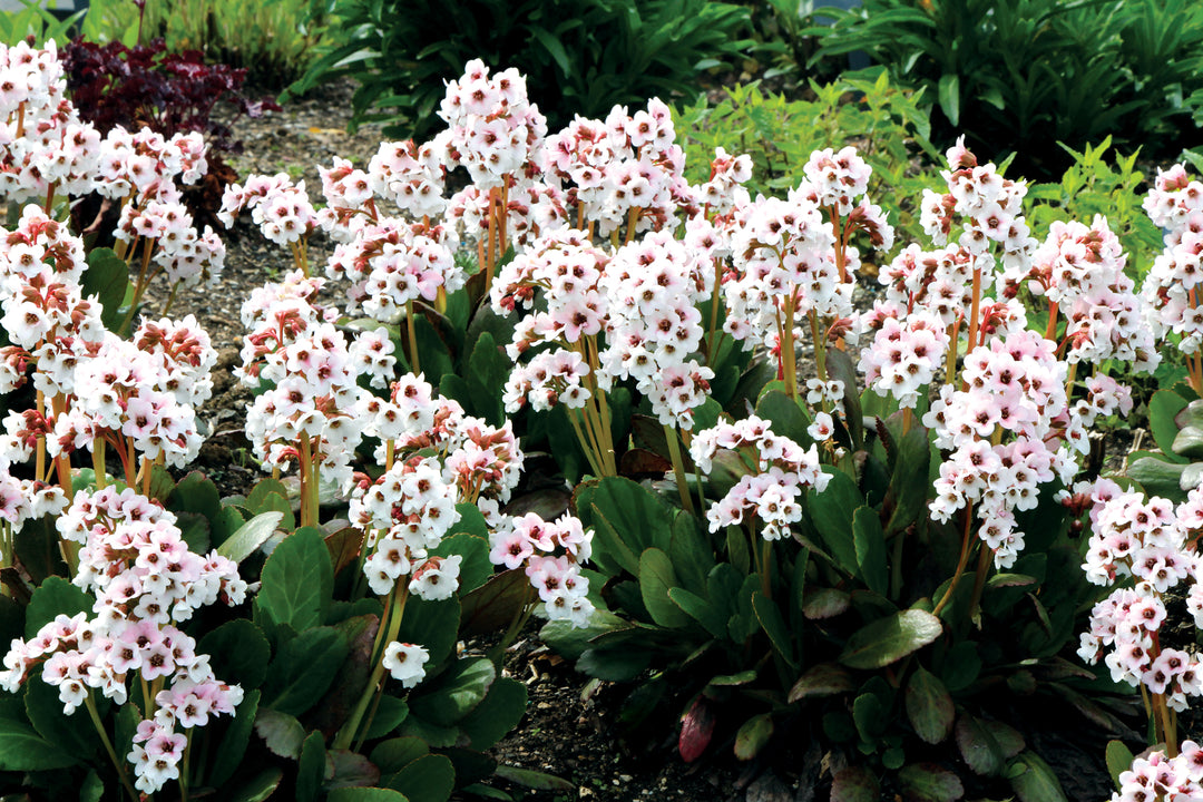Bergenia Dragonfly Angel Kiss, mass of flowers and foliage.