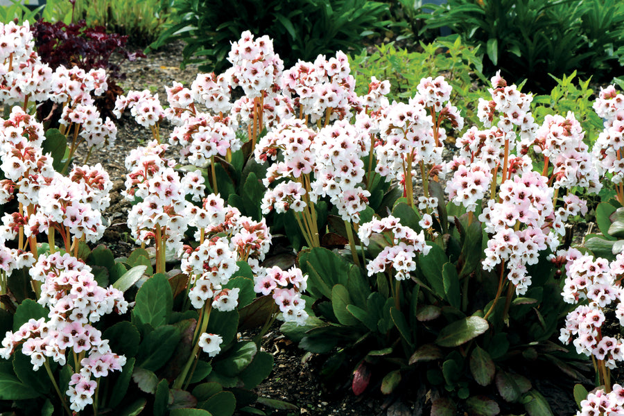 Bergenia Dragonfly Angel Kiss, mass of flowers and foliage.