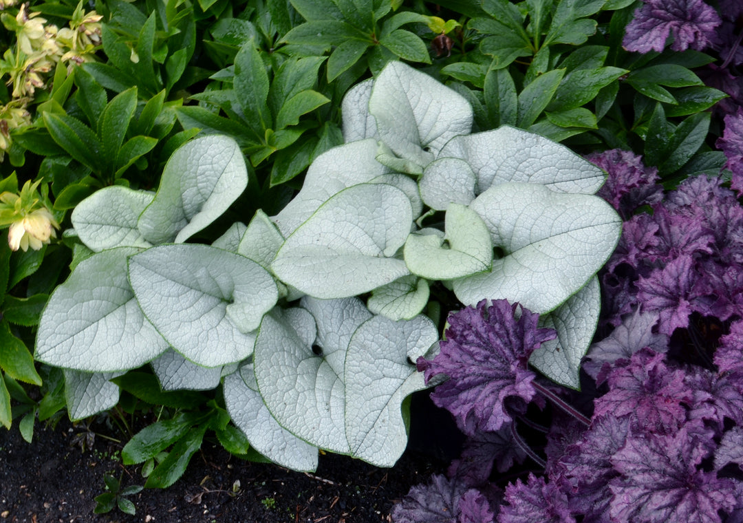 Siberian Bugloss 'Alexandria'