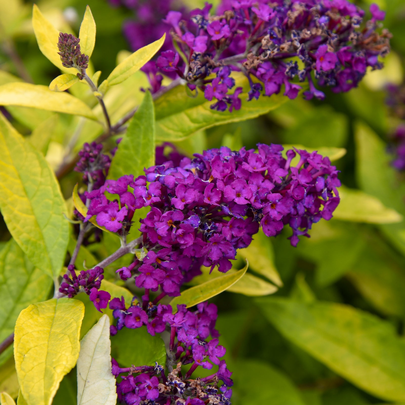 Buddleia davidii 'Gold Drop' (butterfly bush), close-up of flowers and foliage.