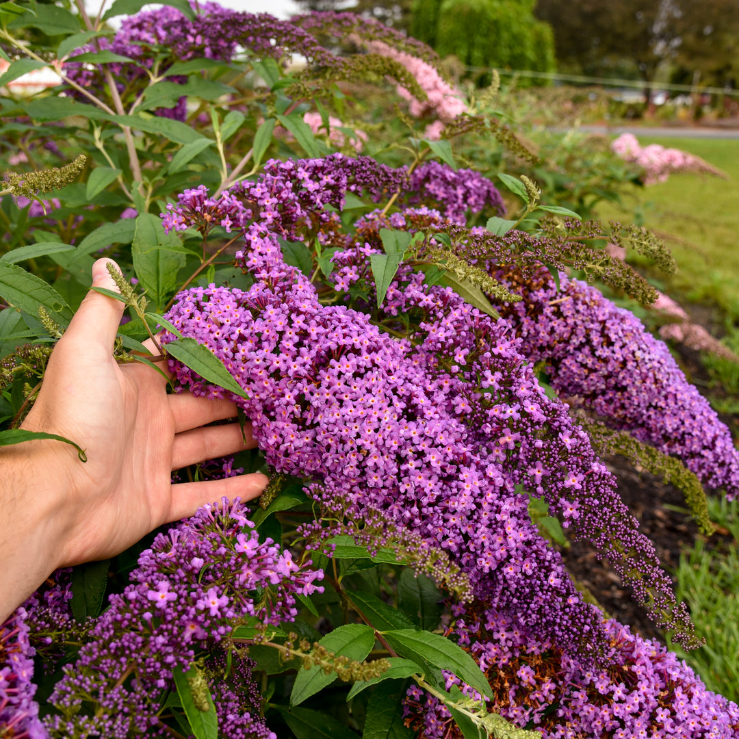 Buddleia 'Violet Cascade' (butterfly bush), close-up of flowers.